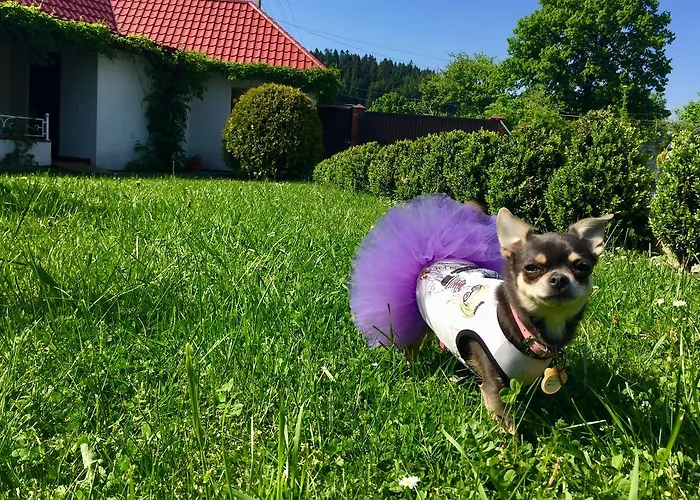 Fogadó Mini Furmi 3*